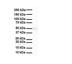TRIM15 Rabbit anti-Human, Polyclonal, Novus Biologicals 0.1 mL | Buy Online | Novus Biologicals | Fisher Scientific